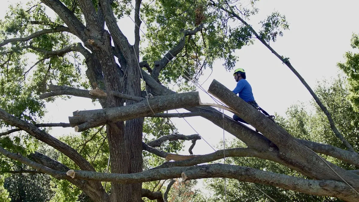 Professional Crown Thinning performed by certified arborists in Kingston