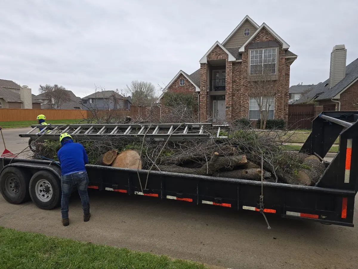 Expert Tree Pest Control with proper safety equipment in Kingston